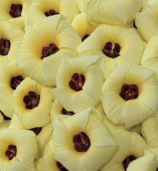 말린 금화규 꽃잎은 물에 우려 팩이나 세안에 사용한다.