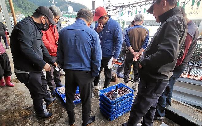 최근 울릉도 수협위판장에서 한 척이 잡은 오징어를 중매인들이 구매를 하고 있다. /김두한 기자