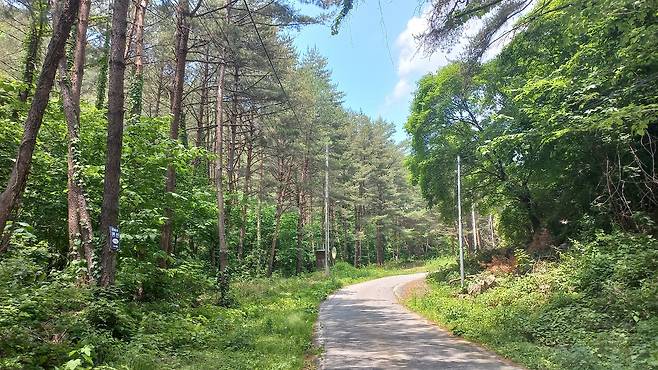더위를 밀어내는 시원스런 봉화의 숲길 풍경.