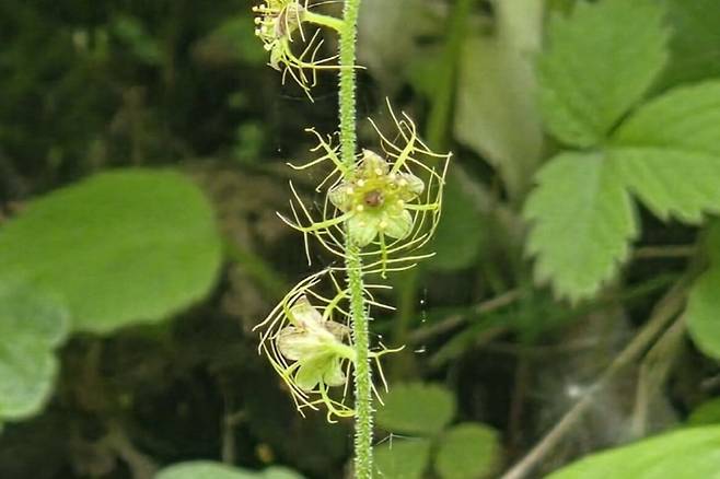 백두산 나도범의귀.