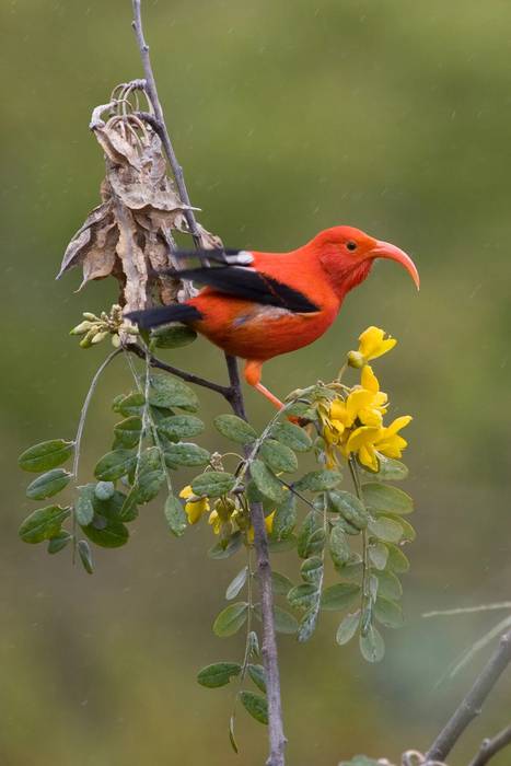 하와이 토착 조류 꿀먹이새. 사진=미국 조류 보호 협회(American Bird Conservancy)