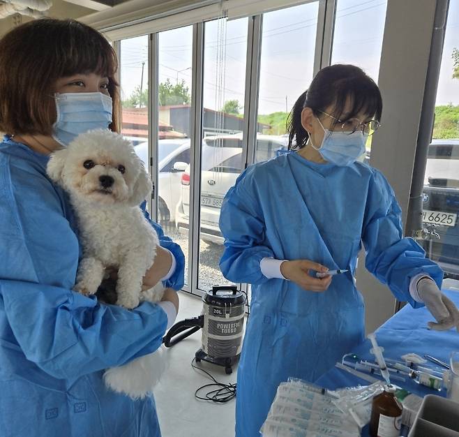 로얄동물메디컬그룹 의료진이 구조동물들의 중성화 수술을 준비하고 있다(CRK 제공). ⓒ 뉴스1