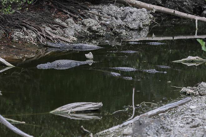 지난달 미국 플로리다주 에버글레이즈 습지에서 촬영된 악어들의 모습. /AFP 연합뉴스