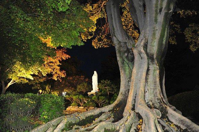 고목과 성모상 ⓒ