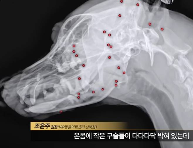 몸속에서 70여 개의 총알 파편이 박힌 채 떠돌던 백구가 최근 구조돼 입양을 기다리고 있다. 유튜브 갈무리
