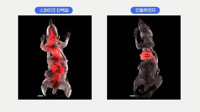 쥐를 코로나 바이러스에 감염시킨 뒤 투명화시키자, 스파이크 단백질이 모든 장기에 박혀 있다는 사실이 드러났다. 인플루엔자가 폐와 간 등에서만 발견되는 것에 비교하면 놀라운 침투력이다. 뾰족뾰족한 가시가 박힌 바이러스의 껍데기는 몸 속에 오래도록 남아 문제를 일으키는 것으로 확인됐다. 사진 헬름홀츠 연구소