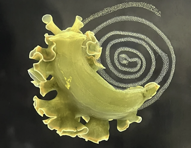 광합성을 하는 바다민달팽이종 Alysia. Credit: Corey Allard