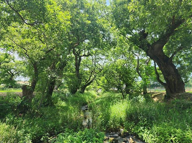 고창 삼태마을숲의 내부 모습. 국가유산청 제공