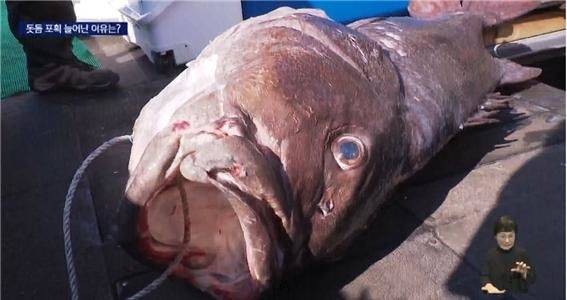 최근 부산 해역에서 잡힌 돗돔. KNN 보도화면 캡처