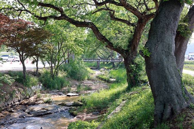 국가유산청이 국가지정유산 천연기념물로 지정 예고한 전북 고창군 성송면 하고리 삼태마을숲 모습. 고창군 제공