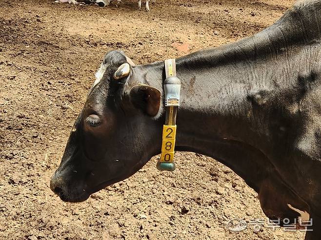 젖소 목에 걸린 발정탐지기. 이보현 기자