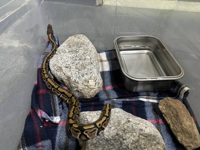 양양 한 호텔서 발견된 비단뱀. 국립공원공단 북부보전센터 제공