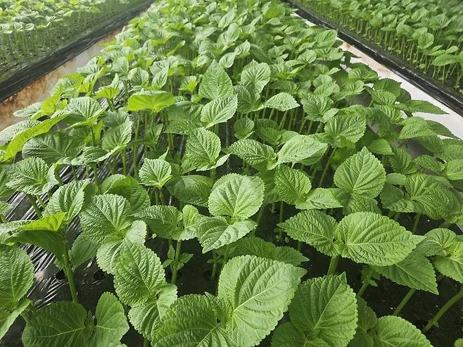 충남 금산에 있는 깻잎 산지 /사진=롯데마트 제공