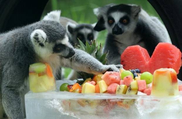 당분간 광주·전남 지역은 무더운 날씨가 계속될 것으로 보인다. 사진은 지난 여름 광주광역시 북구 우치동물원에서 알락꼬리원숭이가 제철과일로 만든 얼음 특식을 먹고 있는 모습. 김양배 기자