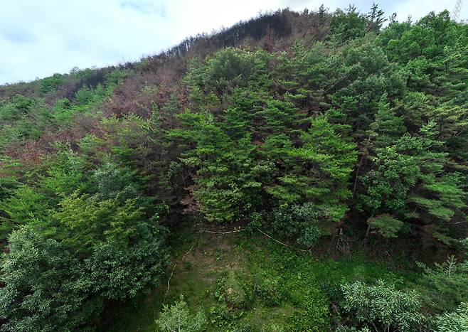 29일 오전 산불 최초 발화지인 의성군 안평면 산소 주변에 폴리스라인이 그대로 남아있고, 산 너머에는 불에 탄 나무들이 보인다.