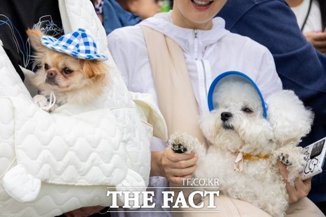 KB금융지주 경영연구소가 29일 공개한 '2025 한국반려동물 보고서'에 따르면 한국인들은 반려동물 양육비로 매달 평균 19만4000원을 썼다./배정한 기자