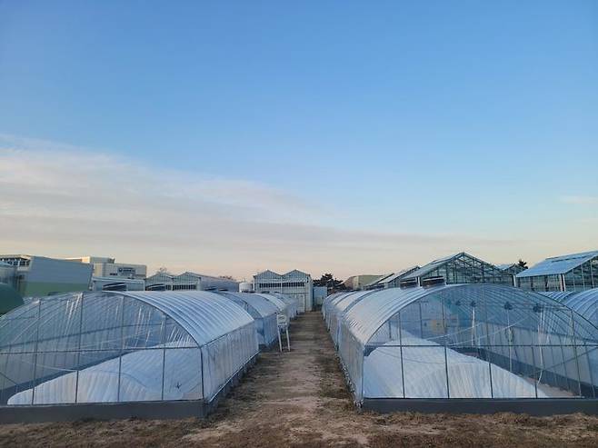 농촌진흥청이 우리 기술로 개발한 온실용 국산 폴리올레핀(PO) 필름이 현장에서 우수한 성능을 입증받으면서 향후 405억원 규모의 수입품 대체 효과를 낼 것으로 분석된다. 사진은 국산 PO 필름을 활용한 온실. (사진 = 농진청 제공) 2025.06.25. *재판매 및 DB 금지