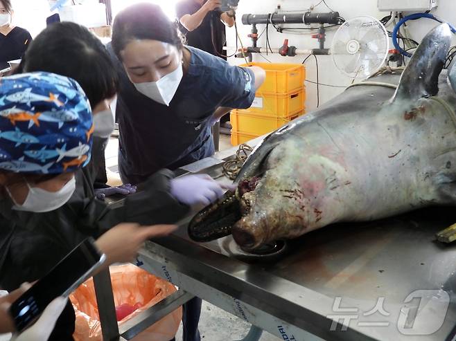 30일 오전 제주 제주시 한림읍 한국수자원공단 제주본부에서 남방큰돌고래 '턱이'의 부검이 진행되고 있다.2025.6.30/뉴스1 ⓒ News1 홍수영 기자