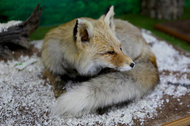 ◇영주의 여우생태관찰원은 멸종 위기 야생동물 1급 토종여우 복원을 진행하고 있는 곳이다. 특정 시간에 맞춰 가면 전문해설사와 동행 아래 생태학습장을 탐방할 수 있다. 사진제공=지엔씨21