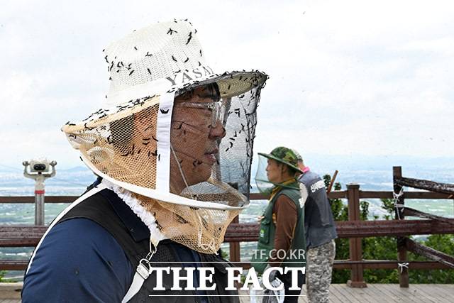 끝이 보이지 않는 러브버그 무리들.