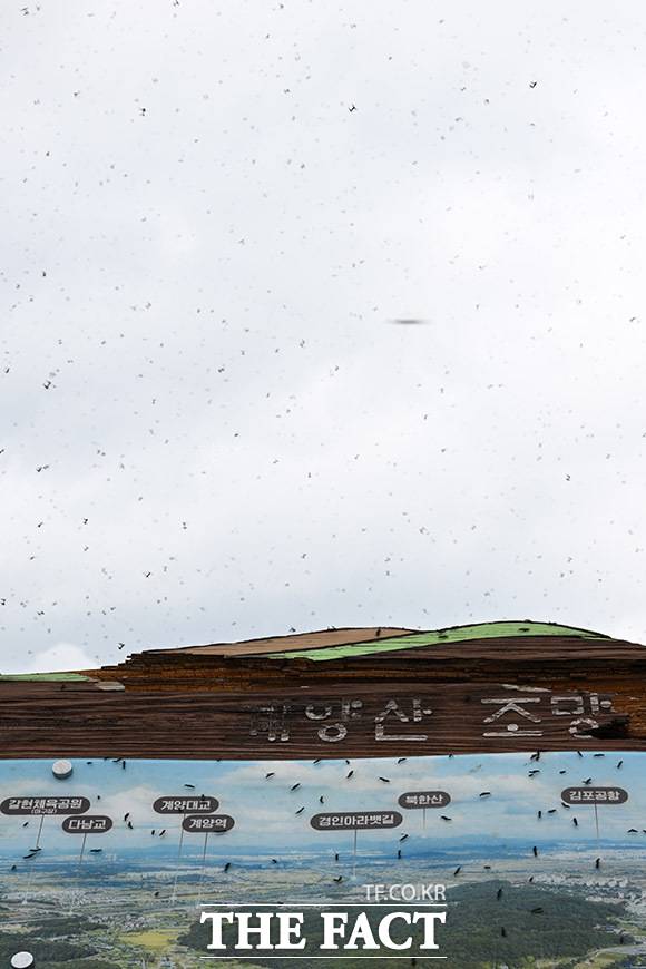 줄어들지 않고 계양산 점령한 러브버그 무리.