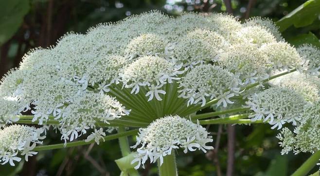 큰멧돼지풀./FNN 캡처