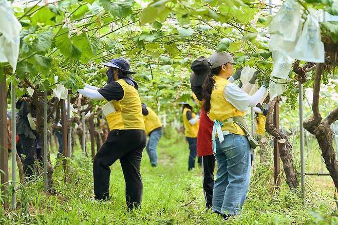 지난 26일 인스파이어 임직원 봉사단이 인천 옹진군 신도 포도농가에서 일손을 돕고 있다. 인스파이어 제공