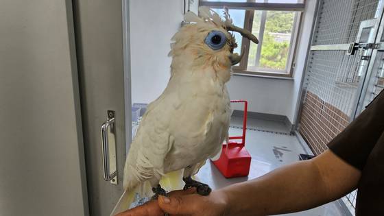 28일 광주광역시 북구 우치 공원 동물원. 동물원 앵무새가 인공 부리 이식 수술을 받고 동물원 병원 회복실에 머물고 있다. 사진 정은혜 기자