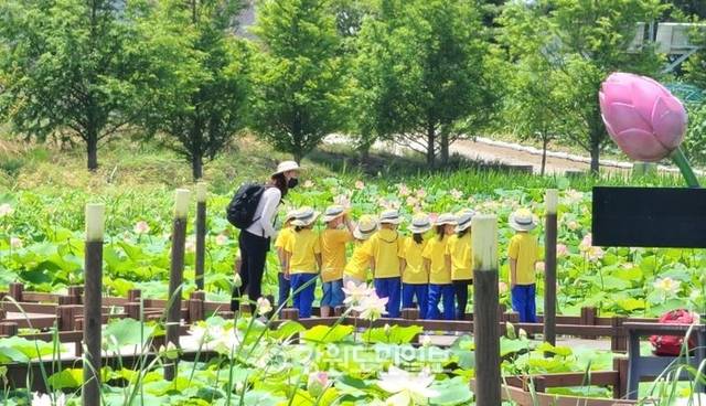 ▲ 강릉 가시연습지 자연환경해설사 해설프로그램 운영 모습.