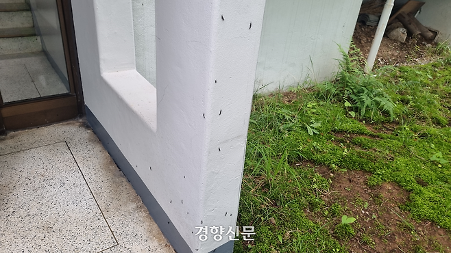 지난 25일 서울 양천구 한 아파트의 흰 벽에 다수의 붉은등우단털파리(러브버그)가 붙어있다. 강한들 기자