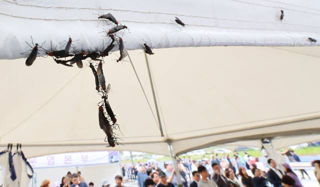 장마가 시작되며 서울과 인천, 경기 등 수도권에 러브버그(붉은등우단털파리)가 기승을 부리고 있는 가운데 지난 27일 인천 서구 신검단중앙역에서 열린 인천도시철도 1호선 검단연장선 개통기념식장 텐트에 러브버그들이 몰려들어 붙어 있다. 연합뉴스