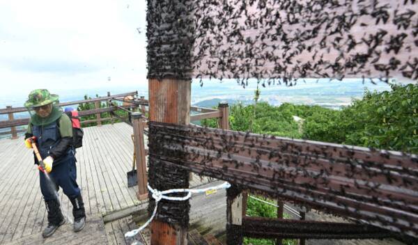 30일 오전 인천 계양산 정상 일대에서 산림보호원이 러브버그(붉은등우단털파리) 방제 작업을 벌이고 있다. 조병석기자