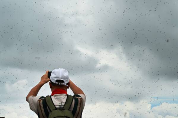 30일 오전 인천 계양산 정상에서 한 등산객이 머리 위를 나는 러브버그(붉은등우단털파리)를 촬영하고 있다. 조병석기자