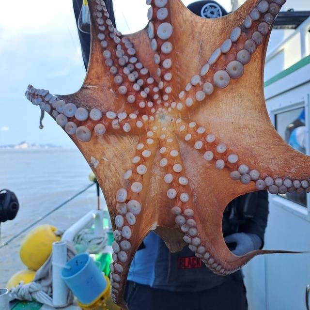 지난해 7월 한 낚시객이 군산 앞바다에서 낚시로 잡은 문어를 들어올리고 있는 모습. 독자 제공