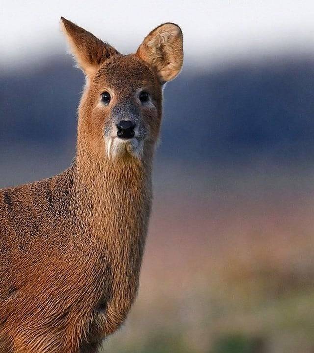 뿔대신 어금니를 발달시킨 고라니./BBC Springwatch Facebook