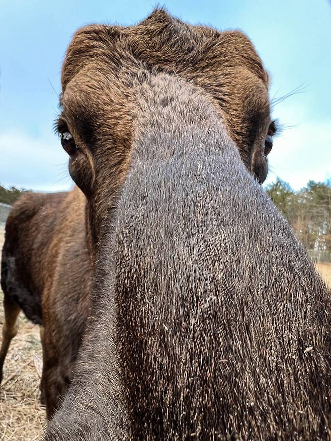뿔갈이를 하느라 특유의 거대한 뿔을 떨어낸 말코손바닥사슴./Maine Wildlife Park Facebook