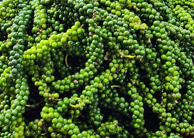 시장에 나가기전 막 수확한 후추. 후추는 푸꾸옥 것을 세계 최고로 친다