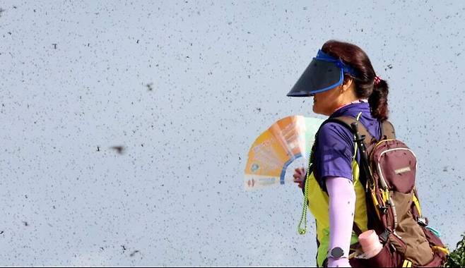 30일 오전 인천 계양구 계양산 정상이 러브버그(붉은등우단털파리)들로 뒤덮여 등산객들이 불편을 겪고 있다. 연합뉴스