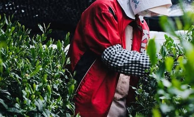 일본의 한 말차 재배 농장./케틀티