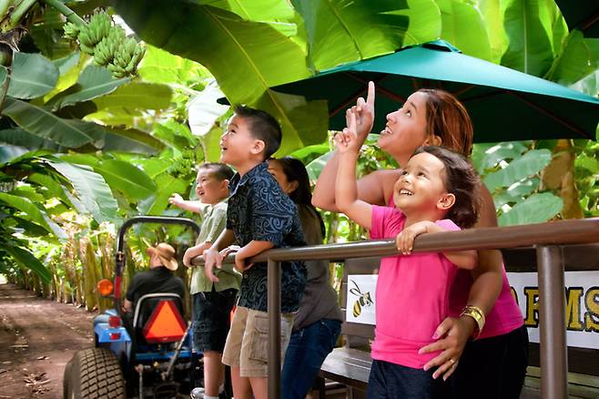 카후쿠 농장의 팜 투 테이블 아사이 체험 / 사진=하와이 관광청