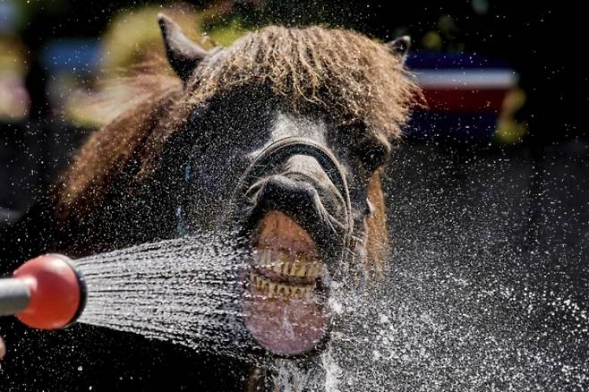 30일(현지시간) 폭염이 덮친 독일 프랑크푸르트 인근 베르하임의 한 종마장에서 아이슬란드 말이 물 호스로 물을 마시고 있다. /AP=뉴시스