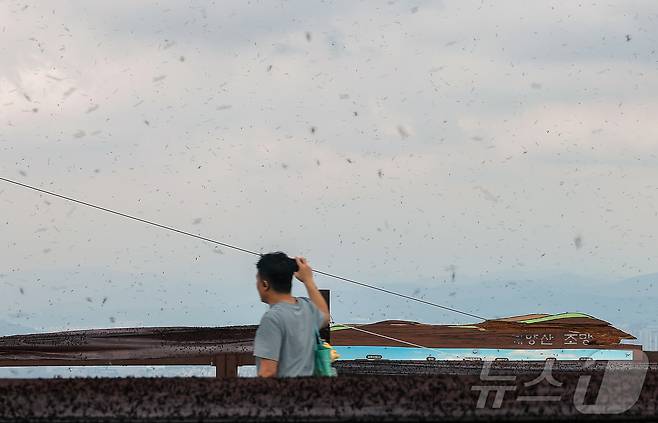 30일 오후 인천 계양구 계양산 정상에 붉은등우단털파리(러브버그) 무리가 대량 출몰해 등산객들이 불편을 겪고 있다. 2025.6.30/뉴스1 ⓒ News1 김진환 기자