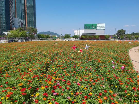 세종시 나성동 미매각 부지에 조성된 백일홍 꽃밭. LH 제공