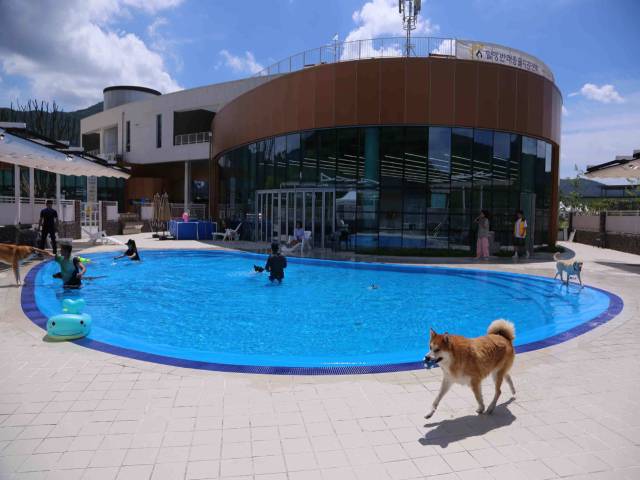 선샤인 밀양 테마파크 반려동물지원센터 야외 수영장./밀양시/