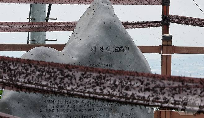 30일 오후 인천 계양구 계양산 정상에 붉은등우단털파리(러브버그) 무리가 정상 표지석 등에 들러붙어 있다. 2025.6.30/뉴스1 ⓒ News1 김진환 기자