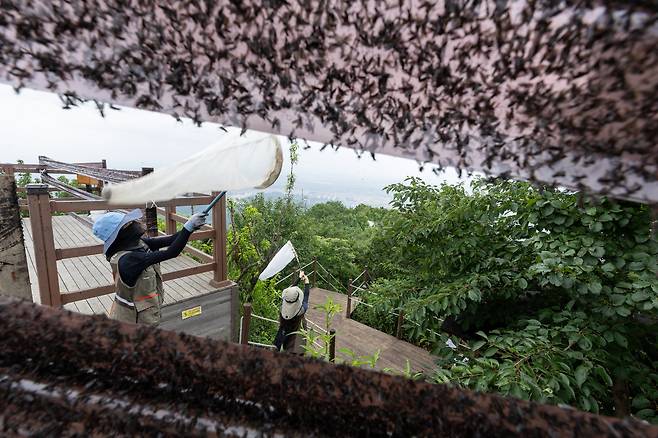 4일 환경부 및 소속기관 직원들이 인천 계양산을 중심으로 활동 중인 러브버그 성체를 제거하기 위해 송풍기와 포충망을 활용해 방제 작업을 하고 있다. /환경부 제공.