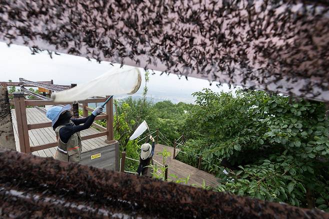 4일 환경부 및 소속기관 직원들이 인천 계양구 소재 계양산을 중심으로 활동중인 러브버그 성체를 제거하기 위해 송풍기와 포충망을 활용하여 방제 작업을 하고 있다. 사진 출처 : 환경부