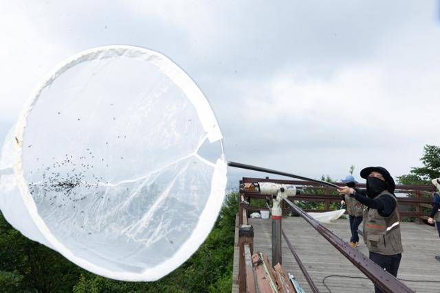 4일 환경부와 소속 기관 직원들이 인천 계양구 소재 계양산을 중심으로 활동 중인 러브버그(붉은등우단털파리) 성체를 제거하기 위해 송풍기와 잠자리채(포충망)를 활용하여 방제 작업을 하고 있다. 환경부 제공