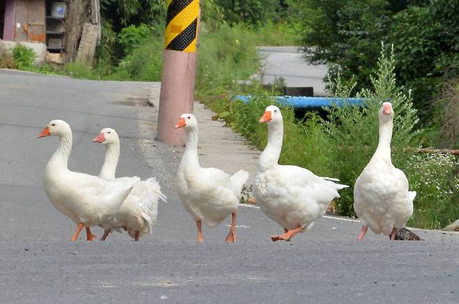 줄지어 걸어가고 있는 거위들. /뉴스1