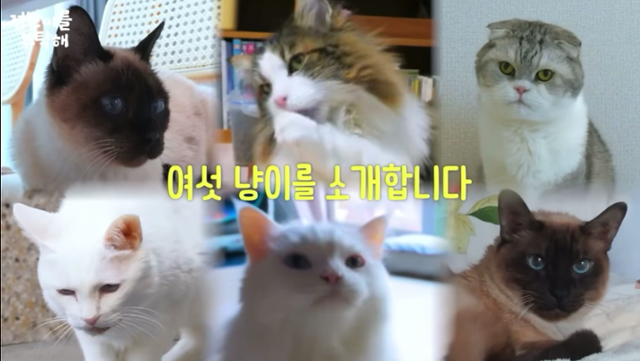 배우 김정난이 운영하는 유튜브 채널 '정난이를 부탁해'에 공개된 그의 반려묘 6마리의 모습. 유튜브 '정난이를 부탁해' 캡처
